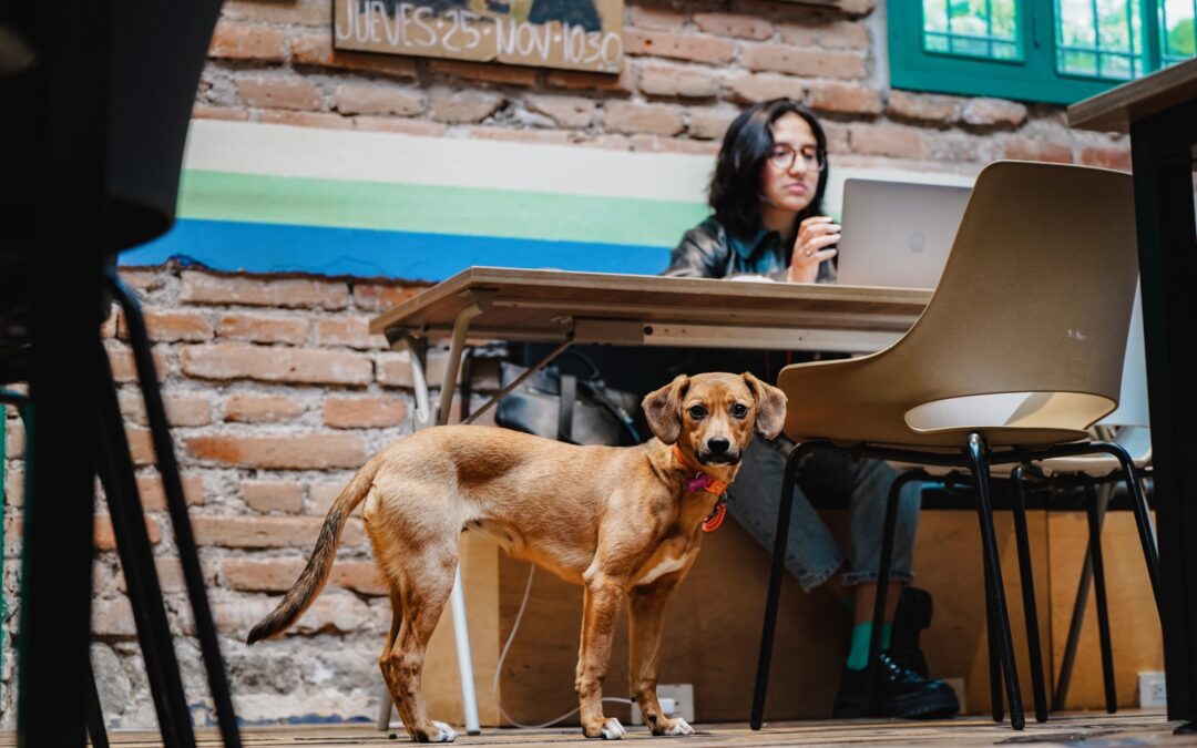5 razones para elegir una oficina pet-friendly