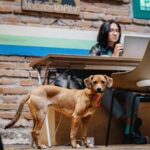 oficina pet-friendly