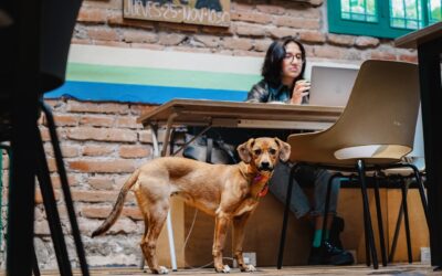 5 razones para elegir una oficina pet-friendly