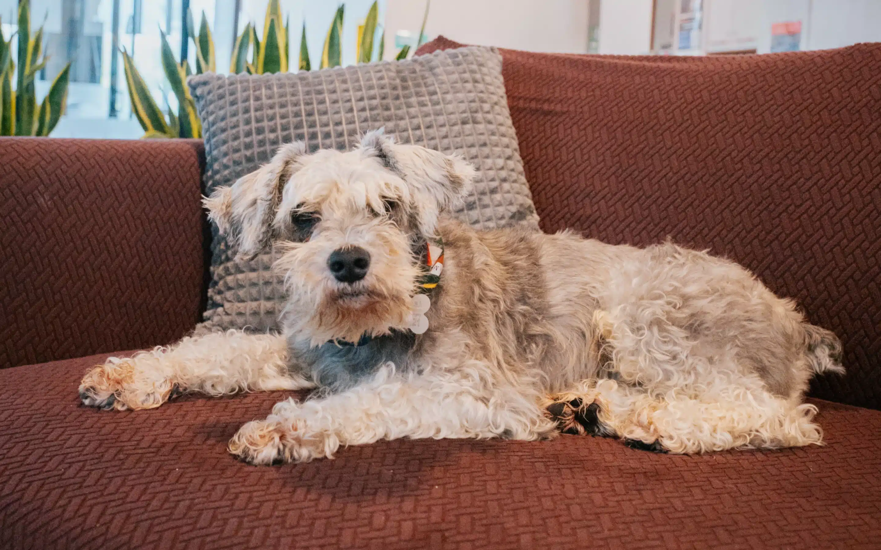 Coworking pet friendly Coworking pet friendly